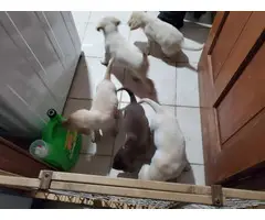 6 yellow and 4 chocolate AKC Lab puppies - 10