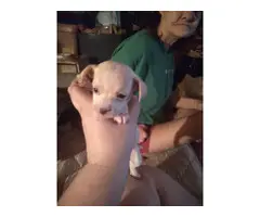 Chihuahua Puppies - 4