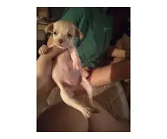Chihuahua Puppies - 5