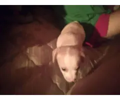 Chihuahua Puppies - 7