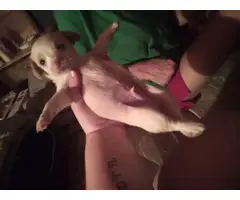 Chihuahua Puppies - 8
