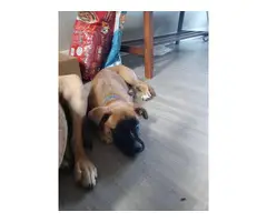 Boxer German Shepherd Mix Puppy - 3