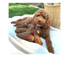 Goldendoodles With Certificate of Veterinary Inspection