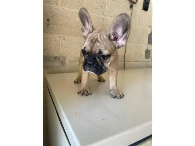 3 Full AKC French bulldog puppies for sale - 1/6