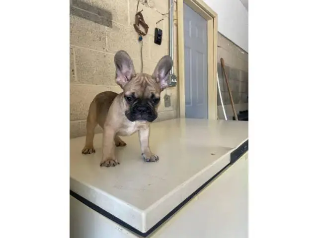 3 Full AKC French bulldog puppies for sale - 2/6