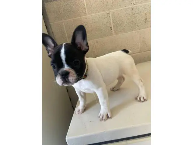 3 Full AKC French bulldog puppies for sale - 4/6