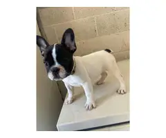 3 Full AKC French bulldog puppies for sale