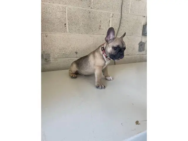 3 Full AKC French bulldog puppies for sale - 5/6