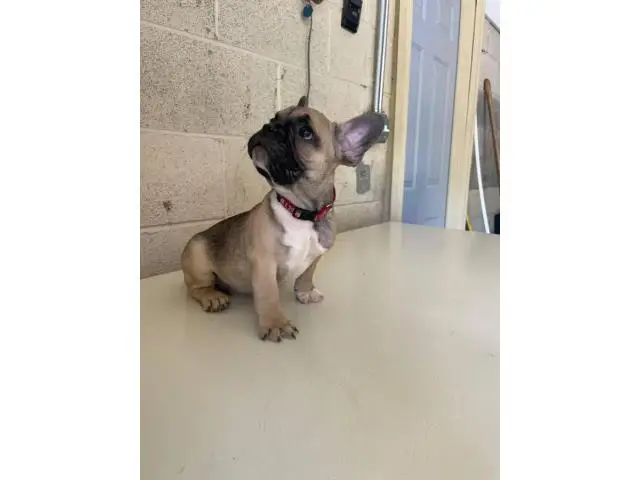 3 Full AKC French bulldog puppies for sale - 6/6