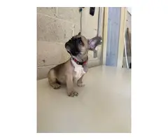 3 Full AKC French bulldog puppies for sale