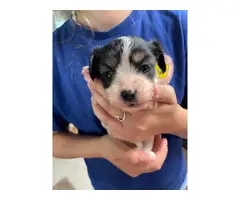 5 Cavachon puppies for sale