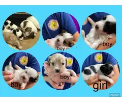5 Cavachon puppies for sale - 6