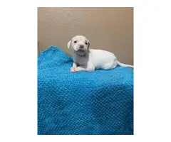 8 weeks old pure Pitbull puppies - 7