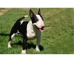 Black & White Miniature Bull Terrier Puppy for Sale