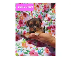 Cute Yorkie and Pekingese Mix puppies - 2