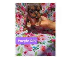 Cute Yorkie and Pekingese Mix puppies - 8