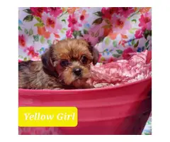 Cute Yorkie and Pekingese Mix puppies - 10