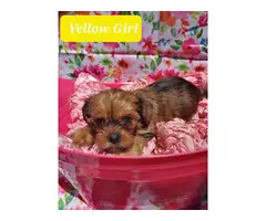Cute Yorkie and Pekingese Mix puppies - 11