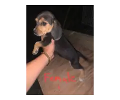 2 Beagle puppies available - 2