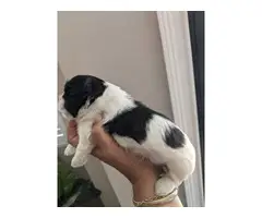 2 male full-breed Shihtzu puppies for sale - 2