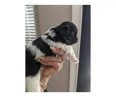 2 male full-breed Shihtzu puppies for sale - 4