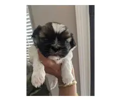 2 male full-breed Shihtzu puppies for sale - 5