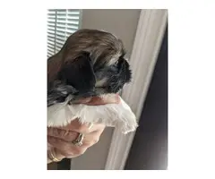 2 male full-breed Shihtzu puppies for sale - 6
