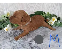 Medium size Goldendoodle puppies for sale - 6