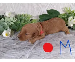 Medium size Goldendoodle puppies for sale - 9