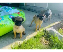 3 male and 1 female pug puppy