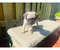 3 male and 1 female pug puppy - 2