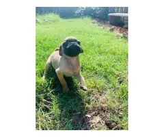 3 male and 1 female pug puppy - 3