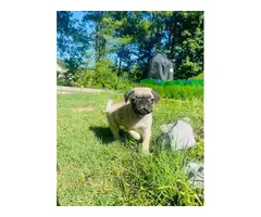 3 male and 1 female pug puppy - 5