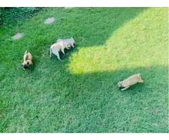 3 male and 1 female pug puppy - 6