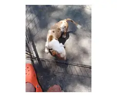 7 weeks old mini dachshunds - 4