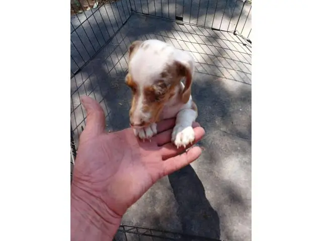 7 weeks old mini dachshunds - 5/19