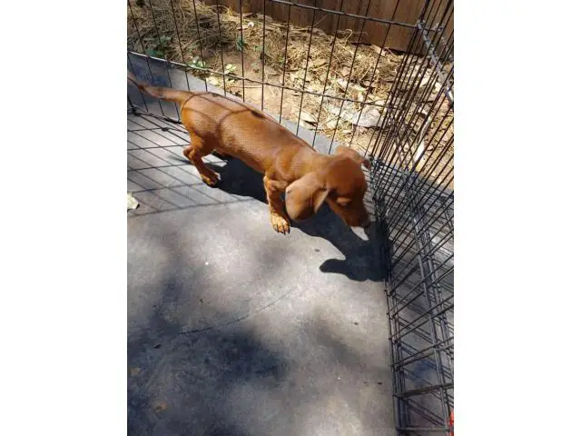 7 weeks old mini dachshunds - 6/19