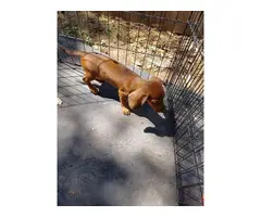 7 weeks old mini dachshunds - 6