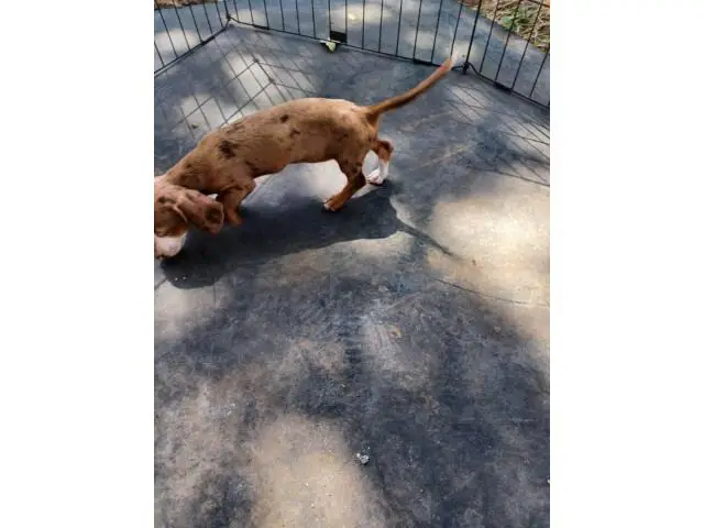 7 weeks old mini dachshunds - 10/19