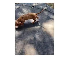 7 weeks old mini dachshunds - 10