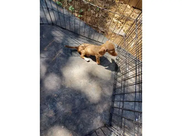7 weeks old mini dachshunds - 11/19