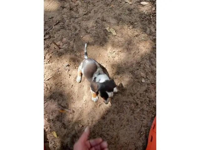 7 weeks old mini dachshunds - 12/19