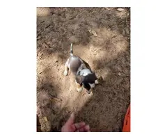 7 weeks old mini dachshunds - 12