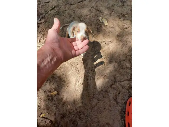 7 weeks old mini dachshunds - 15/19