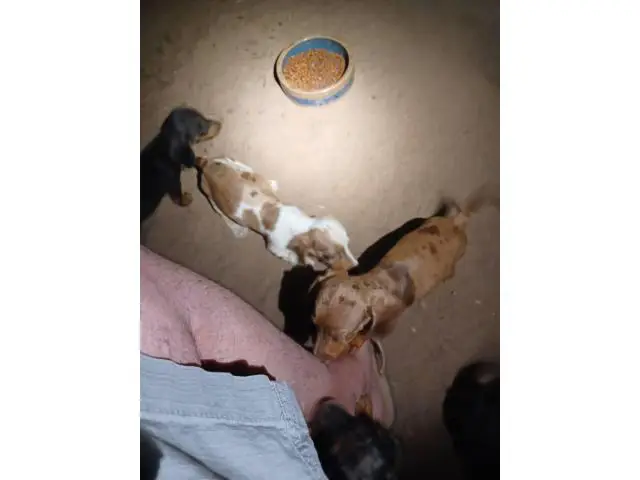 7 weeks old mini dachshunds - 18/19