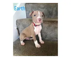 Beautiful Pit bull puppies - 3