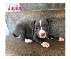 Beautiful Pit bull puppies - 5