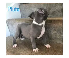 Beautiful Pit bull puppies - 6