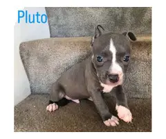 Beautiful Pit bull puppies - 9