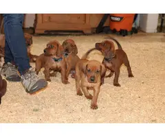 UKC Redbone Coonhound puppies